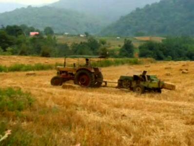  «جوانان اتو، پیشتاز توسعه کشاورزی؛ ضرورت ایجاد مرکز خرید گندم در سوادکوه»