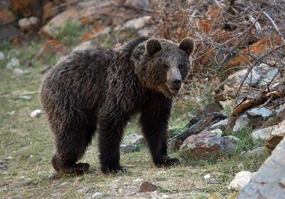 ببینید / خرس قهوه‌ای مازندران آمادۀ خواب زمستانی می‌شود