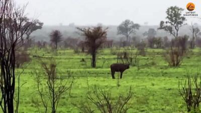 لحظه‌ای تلخ برای گوساله؛ گله رهایش کرد تا شکار شیر شود