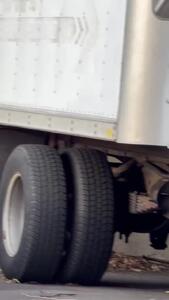 سنجاب شاهد شکار همنوع خود توسط شاهین