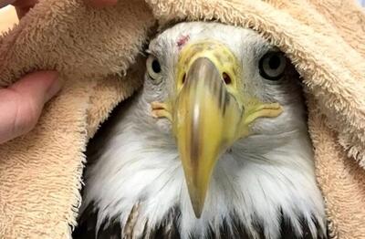 نجات پرنده شکاری از دست یک شکارچی در ایست و بازرسی پارسیان