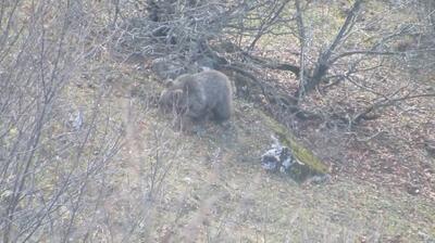 جالب‌ترین تصاویر از آماده شدن خرس قهوه‌ای برای خواب زمستانی | ویدئو