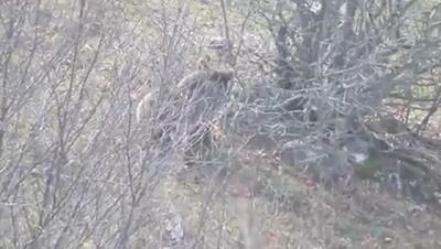  خرس قهوه‌ای مازندران آمادۀ خواب زمستانی می‌شود + فیلم