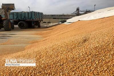  تزریق ۹ هزار تن نهاده به بازار دام و طیور فارس