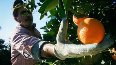  مسیر پایدار مرکبات مازندران