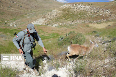 حضور میدانی محیط‌بانان، سپر حفاظتی حیات‌وحش در سال خشک کشور