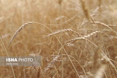  تخصیص ۳۰۰۰ تن گندم خارجی به استان زنجان