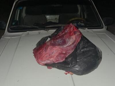  شکارچی گراز در کازرون دستگیر شد