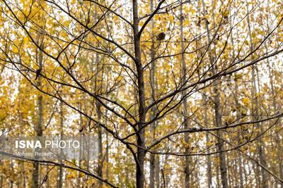 فصلِ گذار؛ وقتی رنگ‌ها آرام فرو می‌ریزند