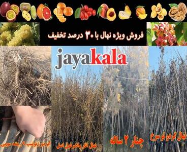  آغاز تخفیف ۳۰ درصدی نهال پسته، گردو و میوه تا نیمه آذر