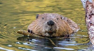 قدم‌زدن سگ آبی در وسط خیابان‌ +فیلم | جهان نیوز