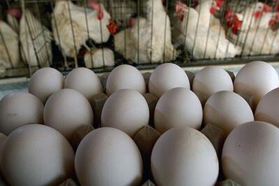 هشدار گرانی و کمبود نهاده‌ها؛ بازار مرغ و تخم‌مرغ در خطر حذف