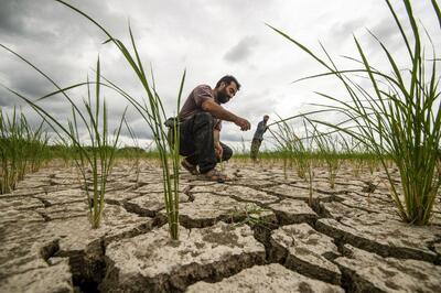 روش ‌های موثر برای رفع شوری خاک