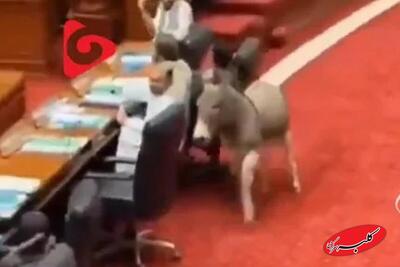  ببینید | ورود غیر منتظره یک الاغ به پارلمان پاکستان! - کلبه سرگرمی