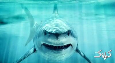 کوسه عظیم‌الجثه؛ سلطان اقیانوس‌ها در عصر دایناسورها! - مجله اینترنتی کولاک