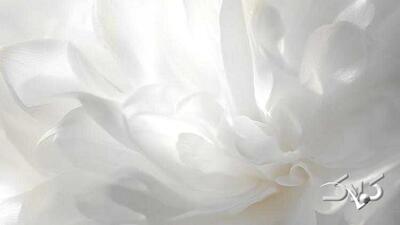 چگونه رنگ سال ۲۰۲۶ را در استایل شخصی به کار ببریم؟ - مجله اینترنتی کولاک