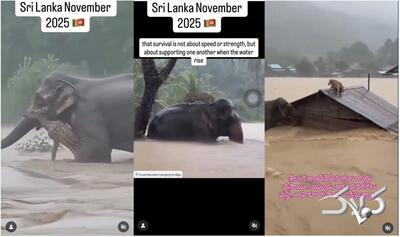 فیل خوش‌شانس از سیل نجات یافت/ قربانیان طوفان و سیل به ۴۷۴ رسیدند +ویدیو - مجله اینترنتی کولاک