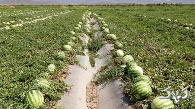 ببینید این کشاورز از عصبانیت چه بلایی سر هندوانه هایش می آورد؟ - مجله اینترنتی کولاک