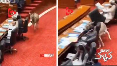 ورود غیر منتظره یک الاغ به پارلمان پاکستان!+ فیلم - مجله اینترنتی کولاک