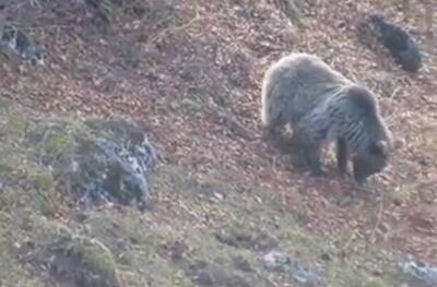 فیلم/ خرس قهوه‌ای مازندران آماده خواب زمستانی می‌شود