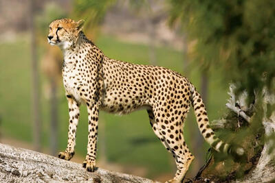 ثبت حضور 2 قلاده یوز در شمال شهرستان سبزوار