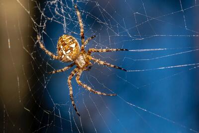  عنکبوتی که در سایه‌ها ناپدید می‌شود + عکس