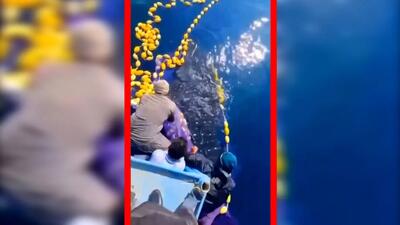  فیلم نجات کوسه نهنگ غول پیکر در جاسک