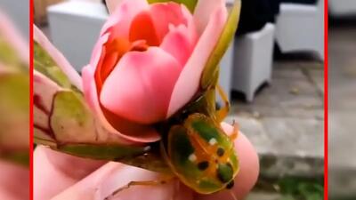  فیلم استتار باورنکردنی حشره‌ای که شبیه گل است