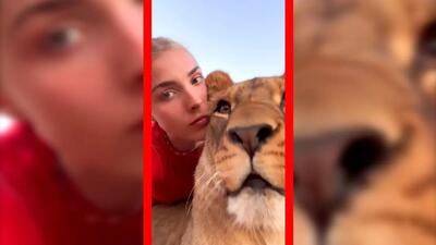  فیلم آرامش شیر ماده در کنار دختر زیبا