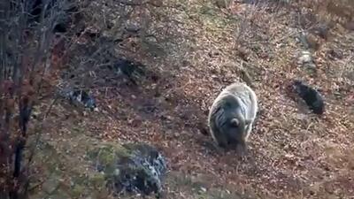  فیلم خرس قهوه ای مازندران در جست و جوی غذا برای خواب زمستانی