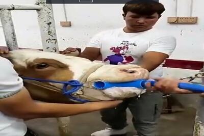 دامداری نوین؛ گاو مسموم شده شلنگ رو تا بیخ میکنن تو حلقش استفراغ میکنه