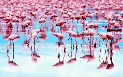 زیبایی طبیعت؛ بازگشت دل‌انگیز فلامینگوها پرندگان صورتی دوست داشتنی