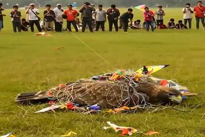 حیات وحش مصنوعی؛ عقاب عظیم الجثه رو با بادبادک شکار کردن