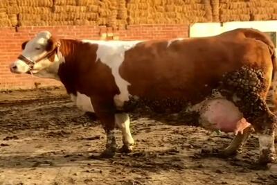 دامداری نوین؛ گاو انقد شیردونش پر شده تلو تلو خوران راه میره انگار لاته