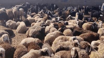  کشف یک هزار راس گوسفند فاقد مجوز در فارس