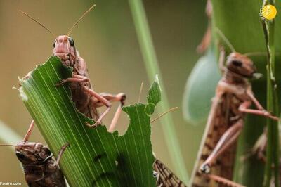 سطح مبارزه علیه ملخ صحرایی حداقل به ۱۰۰ هزار هکتار می‌رسد