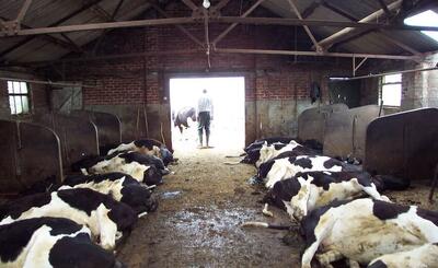 خسارت تب برفکی دامدارانی که بیمه باشند پرداخت می‌شود