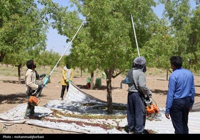 افزایش اقبال کشاورزان خراسان جنوبی به بیمه محصولات زراعی و باغی - تسنیم