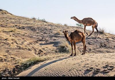 ساماندهی شترهای سرگردان در محورهای مواصلاتی شهرستان مرزی زیرکوه - تسنیم