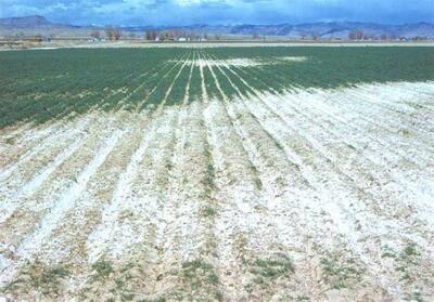 وسعت زمین‌های شور ایران به 10 میلیون هکتار رسید/ با گسترش نگران‌کننده مواجهیم - تسنیم