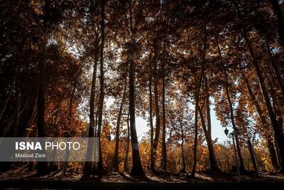 چنارهای سرخ‌پوش پهلوان‌پور