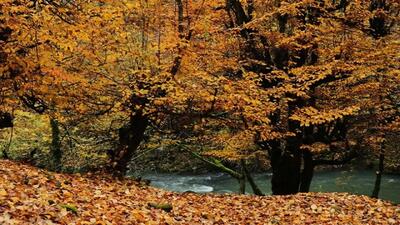 طبیعت آستارا در قاب پاییز + فیلم