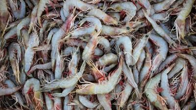 بیش از هزار طرح شیلاتی در کشور به بهره‌برداری رسید/ سرمایه‌گذاری ۱۸ میلیارد ریالی در حوزه آبزی‌پروری کشور