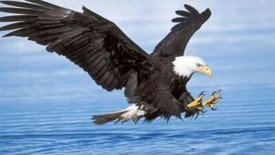  عقاب سرسفید در پس‌زمینه بازی گلف یک غاز را شکار کرد