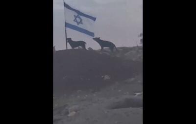  تلاش برای پاره کردن پرچم اسرائیل توسط دو حیوان! (فیلم)