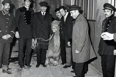 ماجرای شتری که به حرم امام رضا(ع) پناه برد/ چرا صاحبش آن را نفروخت؟