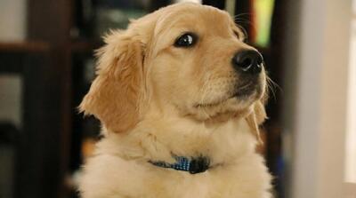 تعبیر خواب سگ | نشانه دوستی یا دشمنی؟