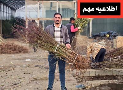  آخرین فرصت کشت پاییزه نهال بادام یارانه ای را از دست ندهید! باغداران حرفه ای عجله می کنند!