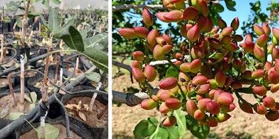  بزرگترین تولید کننده نهال پسته‌ پیوندی شناسنامه‌ دار در ایران
