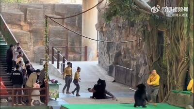 ۴۶ ثانیه فیلم نفس‌گیر از حمله خرس به کارگر باغ‌وحش!